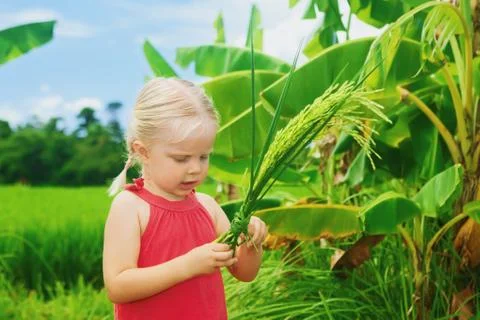 Cute curious baby exploring the rice bundle on green field Stock Photos