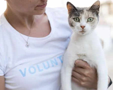 Cute curious cat being held by woman outdoors Stock Photos