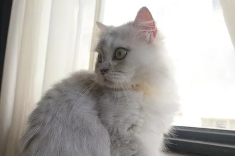 Cute curious cat close-up of face sitting on windowsill looking staring behin Stock Photos