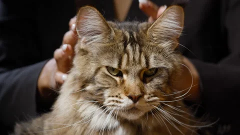 Cute curious cat indoors and looking at the camera, fluffy Maine Coon cat. Stock Footage 142359953