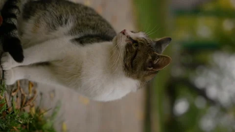 Cute curious cat looking up, fluffy siberian cat sneezes, pet concept vertical Stock Footage 166062722