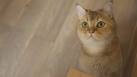 Cute curious cat plays with the owner, gently rising his pawn towards camera Stock Footage 277420854