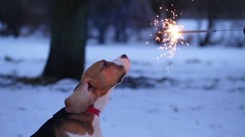 Cute curious dog stretch head and look to burning sparkler stick 스톡 동영상 83446547