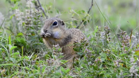 Cute curious European ground squirrel eating on a grassy meadow Stock Footage