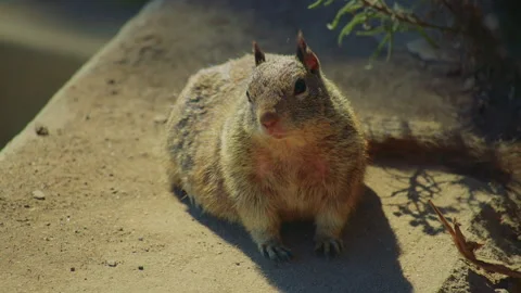 Cute curious ground squirrel in sunlight Stock Footage 293916060