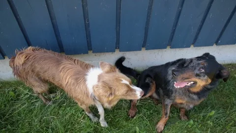 Cute curious horse interacting with &amp; inspecting two dogs at a large blue barn Stock Footage 117737324