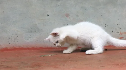 Cute curious kitten hitting a lizard Vídeos de archivo 277901105