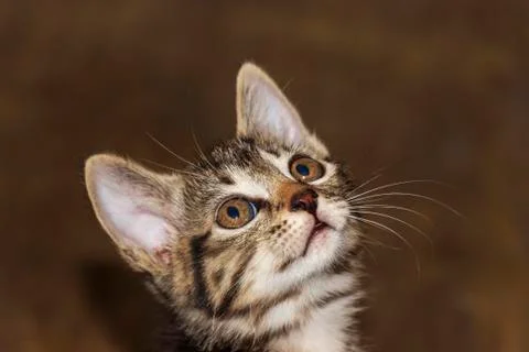 Cute curious kitten looking up Stock Photos