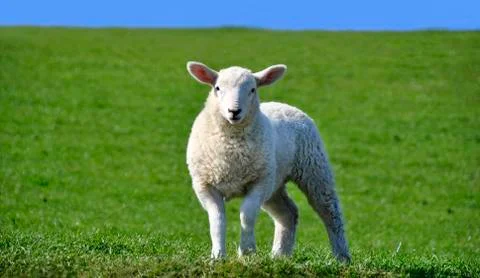 Cute Curious Lamb Looking at the Camera in Spring Stock Photos