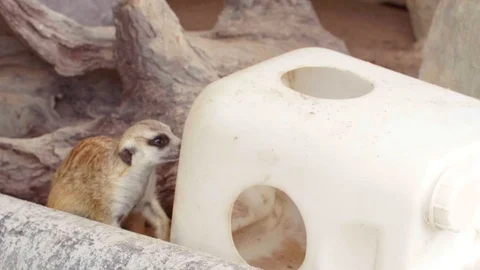 Cute Curious Meerkat Playing with Plastic Bottle and Walking Around Stock Footage 129328237