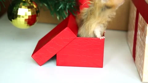 Cute, curious mouse on the background of a Christmas toy. Christmas Vídeo Stock 253599155