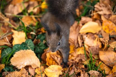 Cute curious squirrel Stock Photos