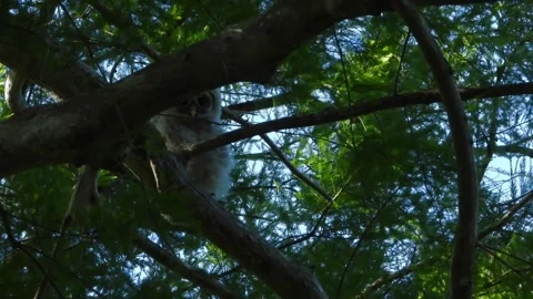 A cute curious young barred owl watching the watchers Stock-Footage 342085372