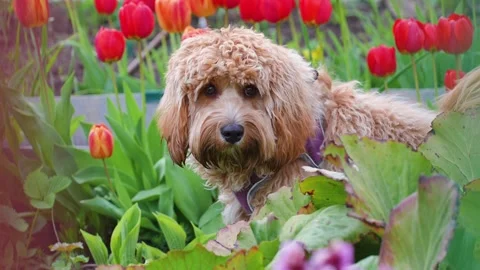 Cute  Curly brown dog of the breed Labradoodle or Cavapoo Vídeos de archivo 310465882