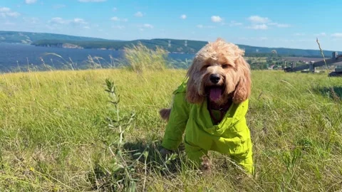 Cute curly brown dog in a protective jumpsuit walking in a summer field wit.. Stock Footage 346018853