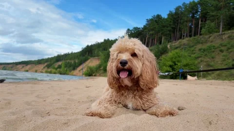 A cute curly brown doodle dog walking along the beach. Stock Footage 346019137