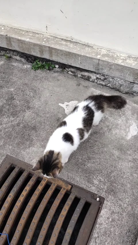 Cute cute cat is playing Stock Footage 219495182