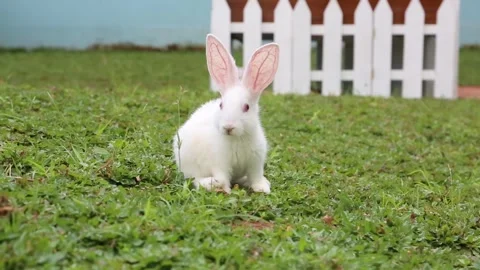 A cute cute Rabbit looking at the camera Stock Footage 265789202