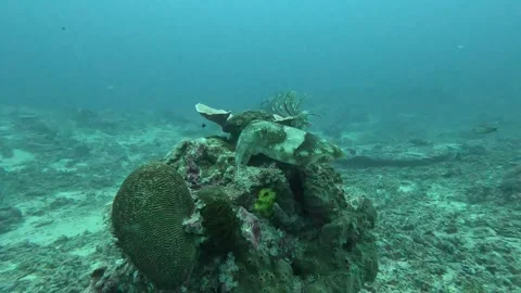 Cute cuttlefish trying to mimicry to the corals behind it Stock Footage 286376924