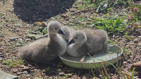 Cute Cygnets Drinking Water One Sitting In Bowl 4K 60fps Stock Footage 340539370