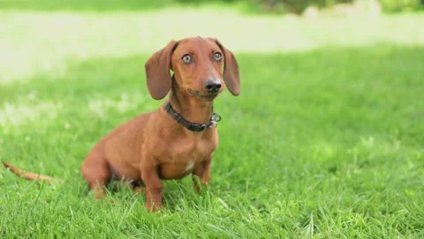 A cute dachshund with a curious expression sits on green grass, looking up 動画素材 280449295