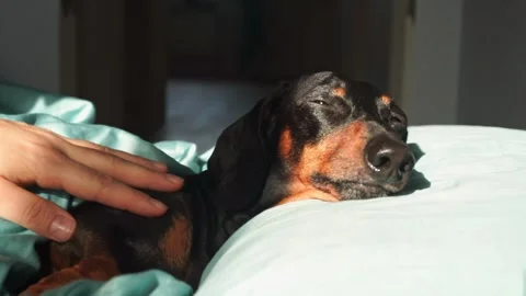 Cute dachshund deeply sleeps lying on soft pillow in bed Stock Footage 276807801