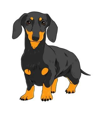 Cute dachshund Stock Illustration