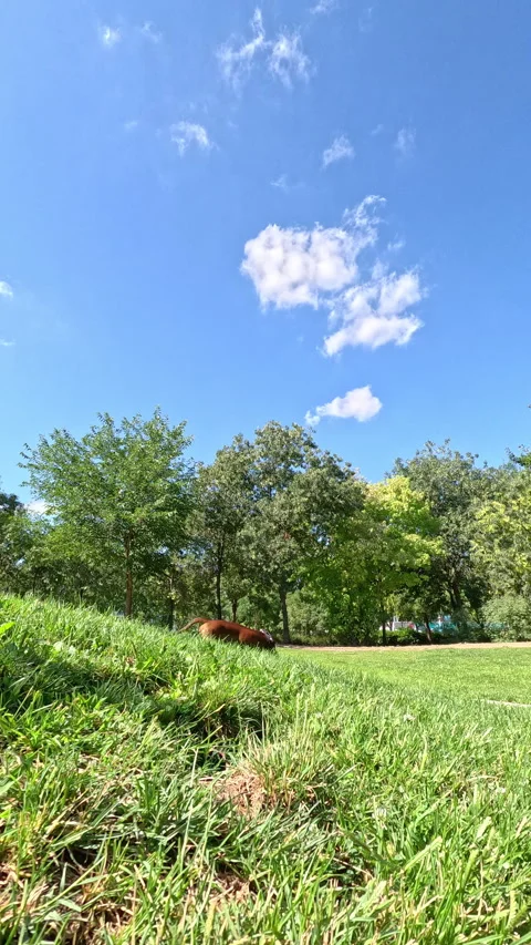 Cute dachshund rolling on green grass in park 스톡 동영상 342493300