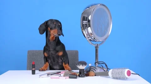 Cute dachshund sits at table in front of round mirror on stand, cosmetic makeup Video stock 132028292