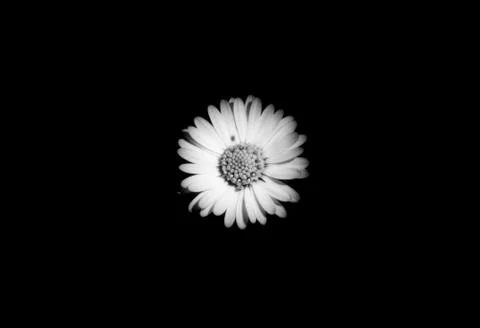 Cute daisy B&amp;W Stock Photos