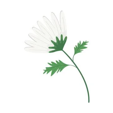 Cute daisy flower white Stock Illustration