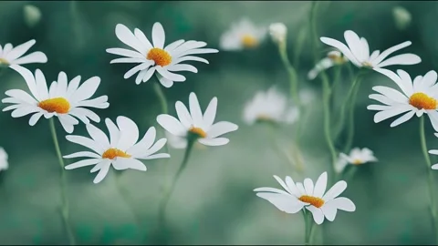 Cute daisy print - seamless background Stock Footage 220114451