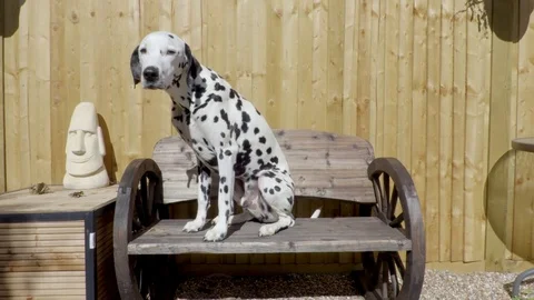 Cute Dalmatian on Bench Stock Footage 80467800