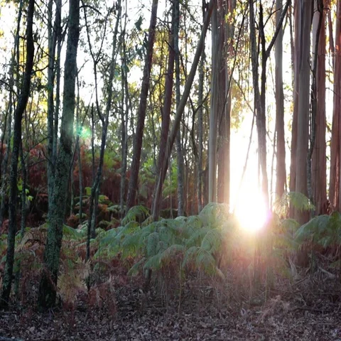 Cute dalmatian peeing in the forest while a labrador cames in Видео 69654579