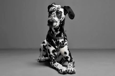 Cute dalmatians lying in  gray background photo studio Stock Photos