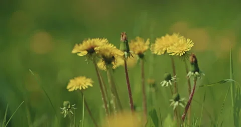 Cute dandelions in meadow, closeup view of yellow wild flowers and green grass Stock Footage 197686804