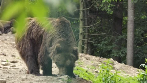 Cute Dangerous Leader of Pack, Group, Flock of Brown Bears in Wild Natura, in Stock Footage 248078804