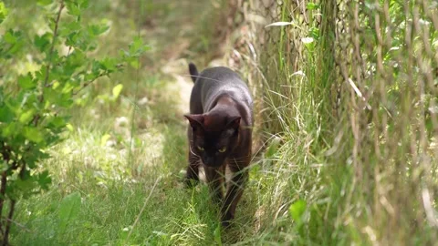 A cute dark brown burmese cat with bright yellow eyes is walking through ta.. Stock-Footage 337482240