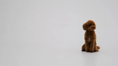 Cute Dark Brown colored Toy Poodle. Sitting on the right side of the frame Stock Footage 273817692