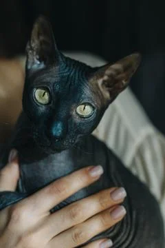 Cute dark sphinx cat in the hands of a girl. Foto stock