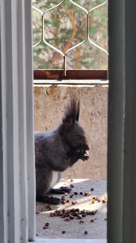 Cute dark squirrel with tufted ears eating nuts on balcony. closeup. Stock Footage 328968004