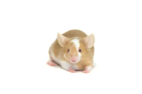 Cute decorative mouse Stock Photos