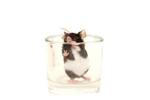 Cute decorative mouse Stock Photos