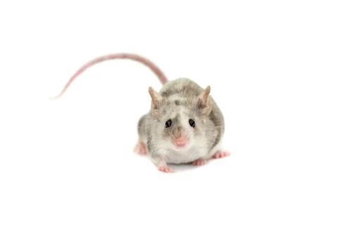 Cute decorative mouse Stock Photos