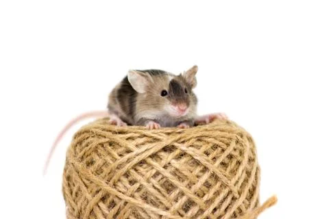 Cute decorative mouse Stock Photos