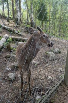 Cute deer in a finland zoo behind a fence Stock Photos