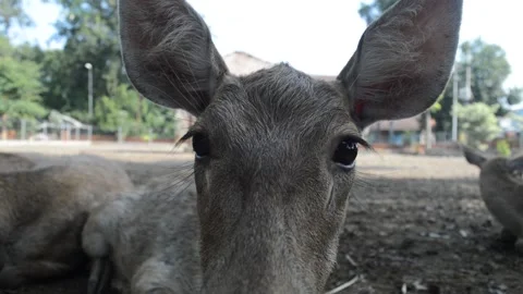 Cute deer Stock-Footage 228898736