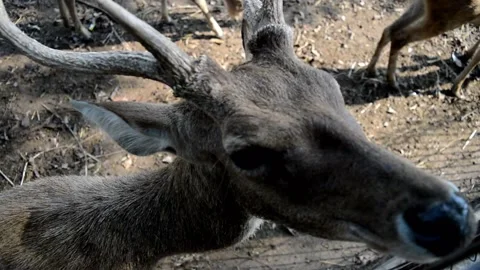 Cute deer Video stock 230212160
