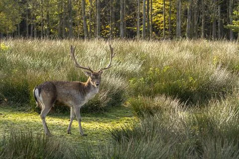 A cute deer is looking into the camera from a sunlightend meadow with high grass 库存照片