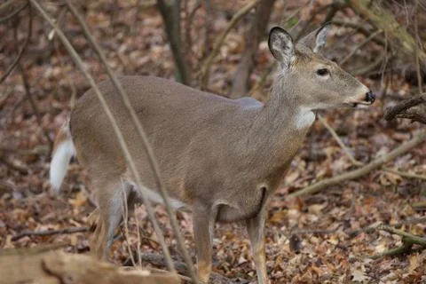 Cute deer is looking at something Stock Photos